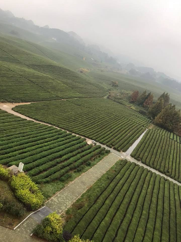 Green Tea from WuhanHubei Province. Tea from Wuhan is Brewed in a Double  Glass Thermo Dish Stock Photo - Image of macro, antioxidant: 195835290